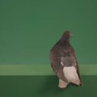 City-Pigeon-Dove-Bird-on-Green-Screen-Video-Footage-Pack-4K