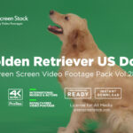 Golden Retriever Dog Green Screen Video Footage Pack