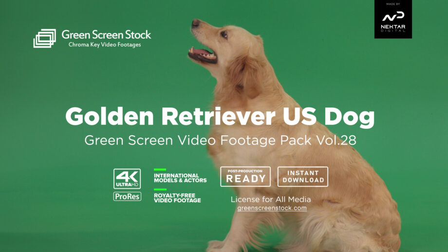 Golden Retriever Dog Green Screen Video Footage Pack
