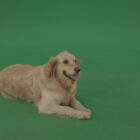 green screen dog puppy video