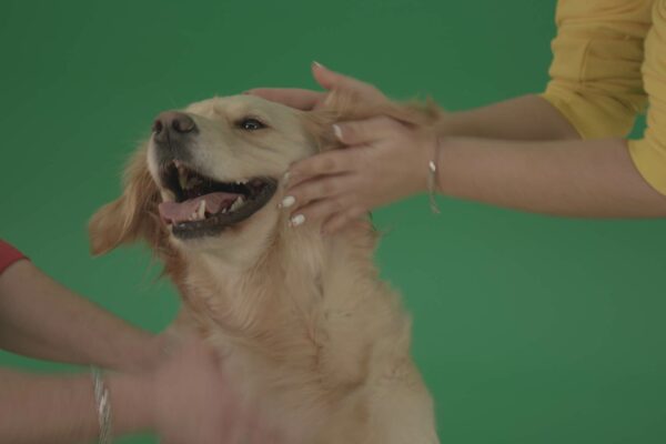 green screen dog puppy video