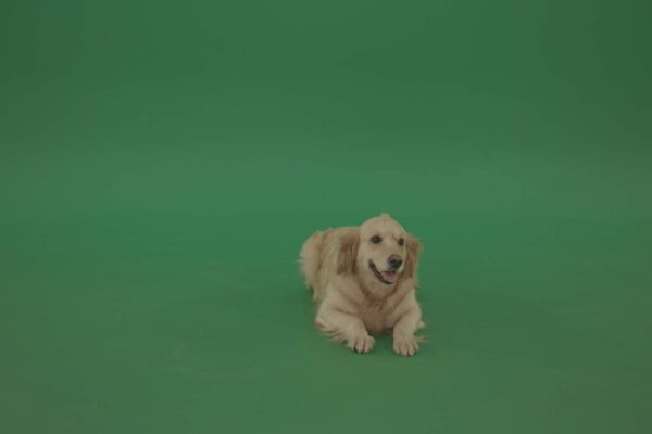 Golden-Retriever-Dog-on-Green-Screen-Video-Footage-Pack-4K