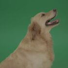 Golden-Retriever-Dog-on-Green-Screen-Video-Footage-Pack-4K