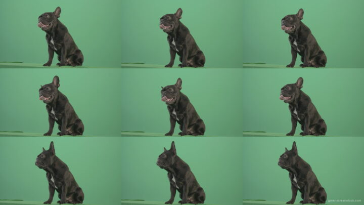 Angra-French-bulldog-black-toy-dog-watch-enemy-over-green-screen-4K-Video-Footage-1920 Green Screen Stock