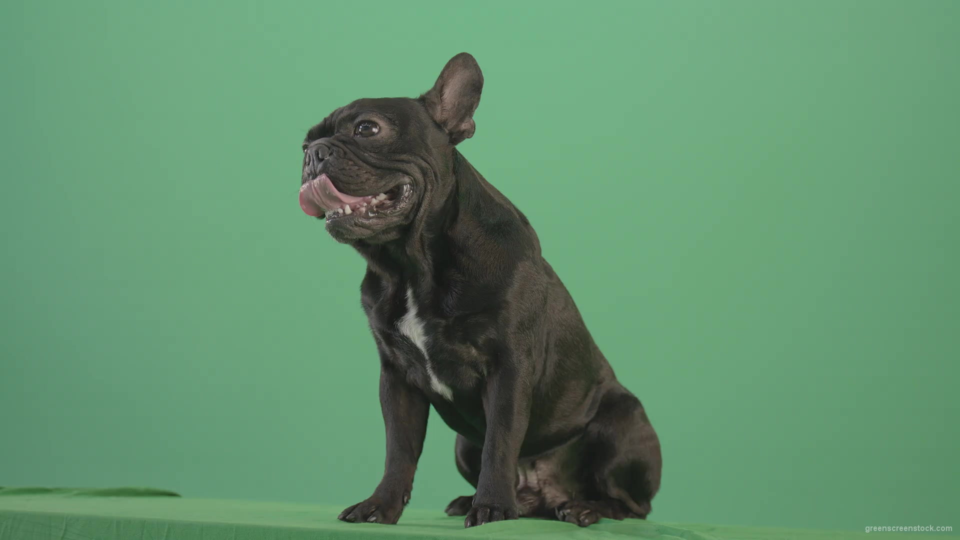 Angra-French-bulldog-black-toy-dog-watch-enemy-over-green-screen-4K-Video-Footage-1920_001 Green Screen Stock