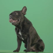 Angra-French-bulldog-black-toy-dog-watch-enemy-over-green-screen-4K-Video-Footage-1920_002 Green Screen Stock