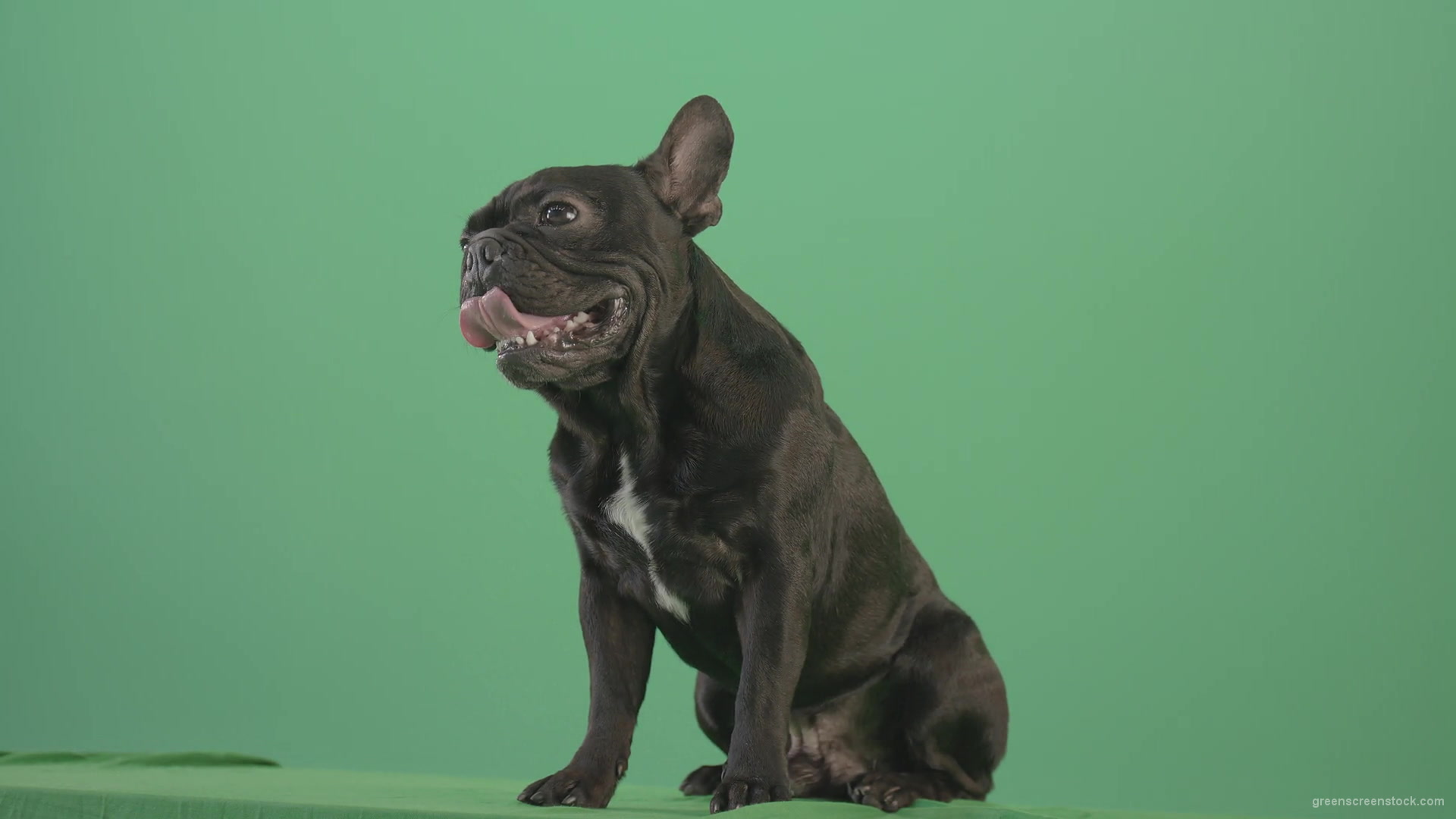 Angra-French-bulldog-black-toy-dog-watch-enemy-over-green-screen-4K-Video-Footage-1920_002 Green Screen Stock