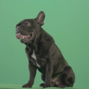 vj video background Angra-French-bulldog-black-toy-dog-watch-enemy-over-green-screen-4K-Video-Footage-1920_003