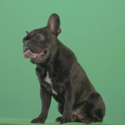 Angra-French-bulldog-black-toy-dog-watch-enemy-over-green-screen-4K-Video-Footage-1920_004 Green Screen Stock