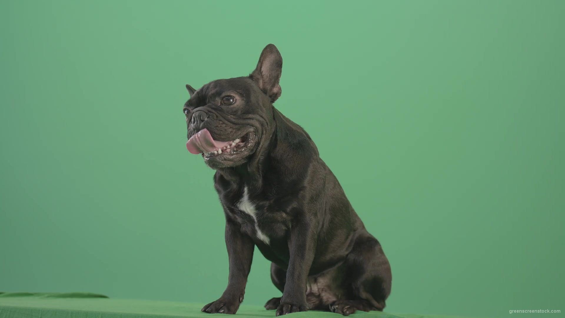 Angra-French-bulldog-black-toy-dog-watch-enemy-over-green-screen-4K-Video-Footage-1920_005 Green Screen Stock
