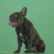 Angra-French-bulldog-black-toy-dog-watch-enemy-over-green-screen-4K-Video-Footage-1920_006 Green Screen Stock