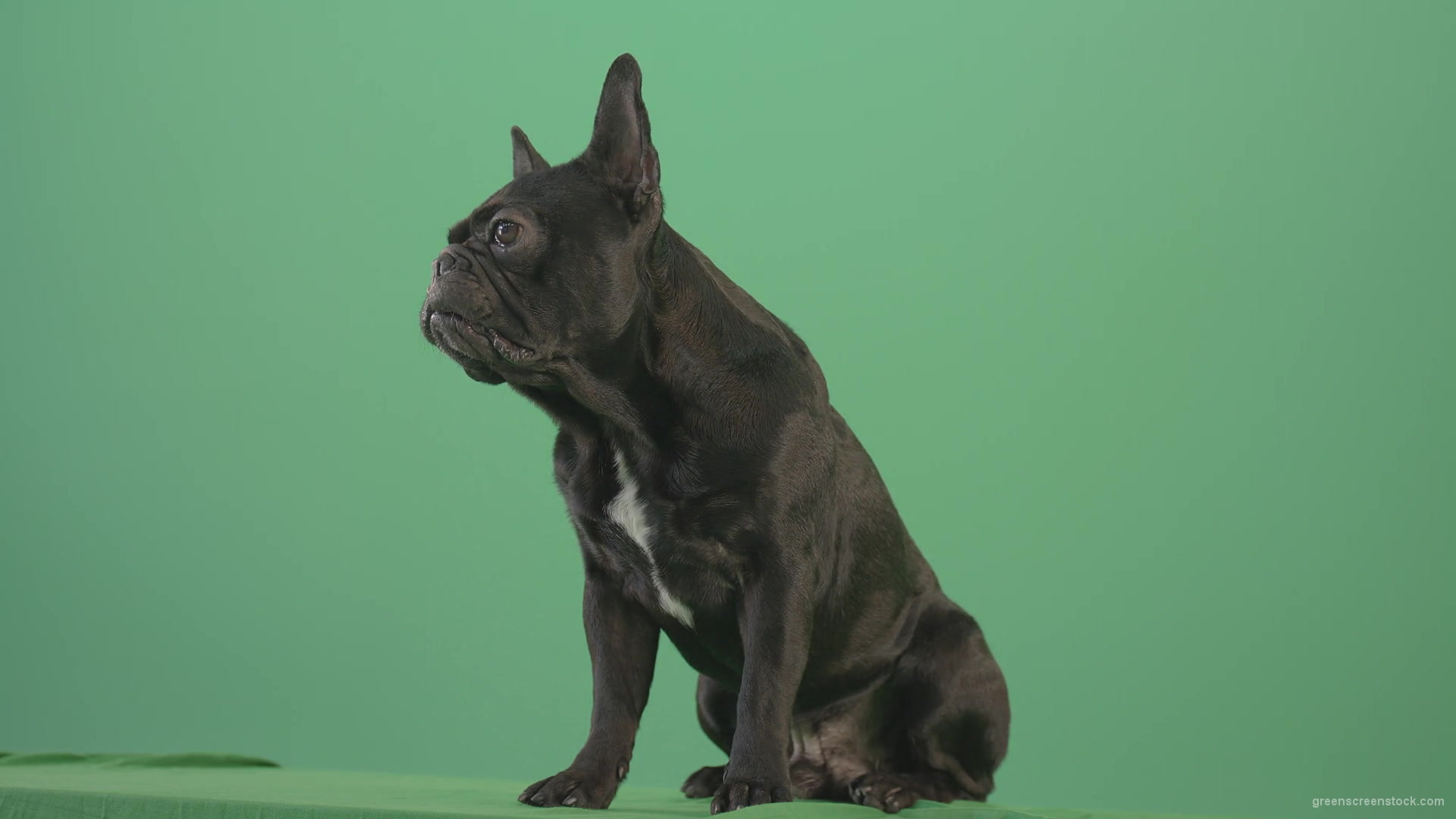 Angra-French-bulldog-black-toy-dog-watch-enemy-over-green-screen-4K-Video-Footage-1920_007 Green Screen Stock
