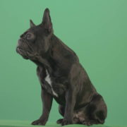 Angra-French-bulldog-black-toy-dog-watch-enemy-over-green-screen-4K-Video-Footage-1920_008 Green Screen Stock