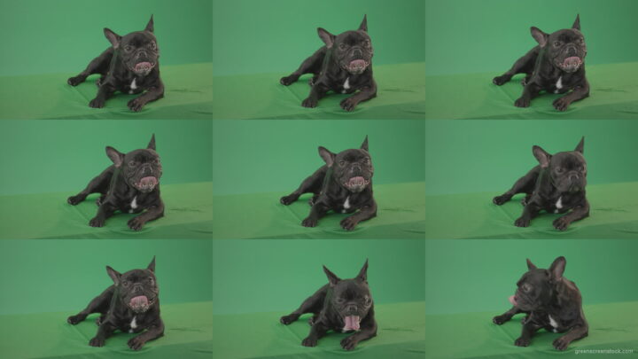 Boring-black-French-Bulldog-chilling-like-a-Bos-on-green-screen-4K-Video-Footage-1920 Green Screen Stock