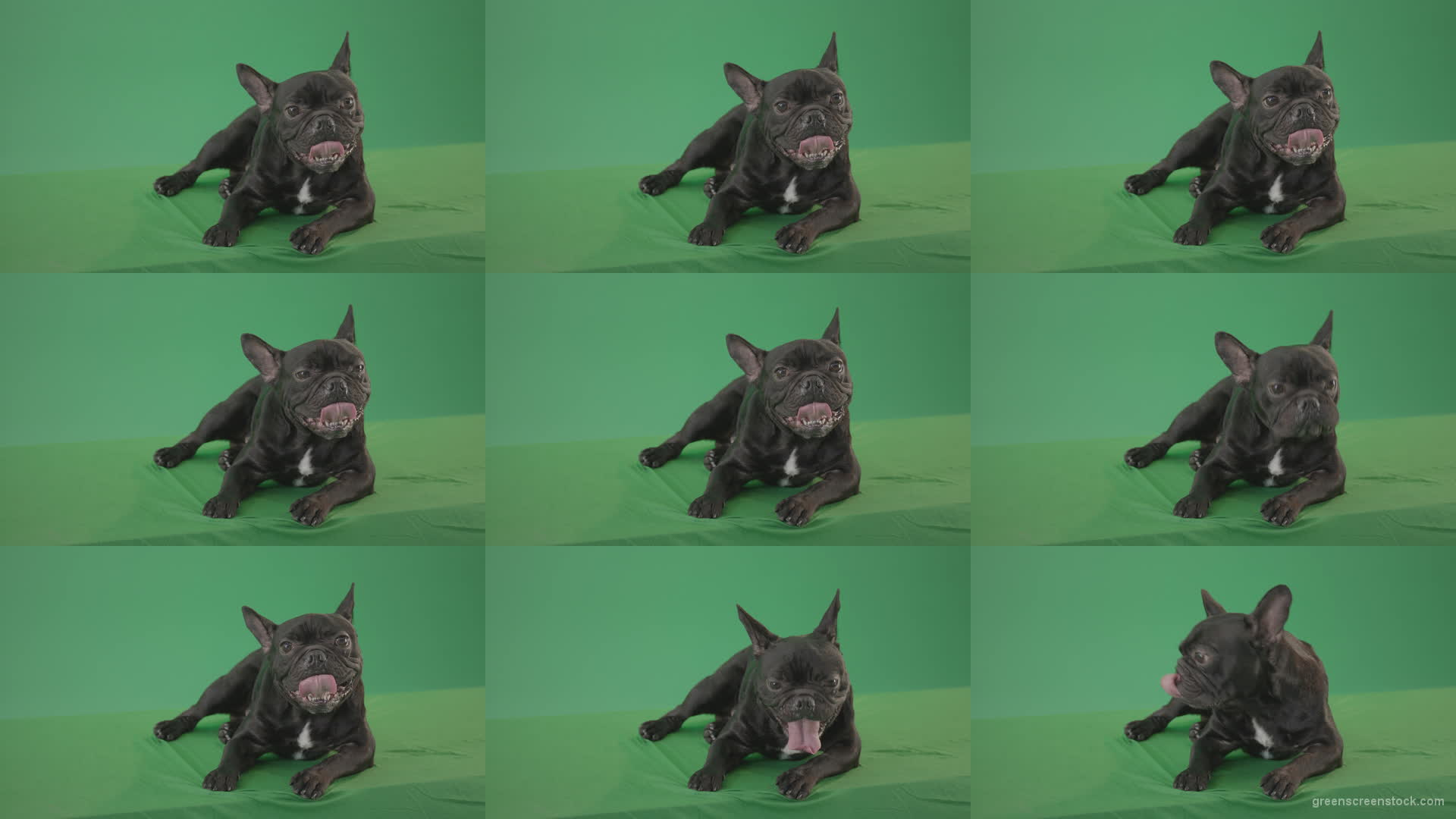 Boring-black-French-Bulldog-chilling-like-a-Bos-on-green-screen-4K-Video-Footage-1920 Green Screen Stock