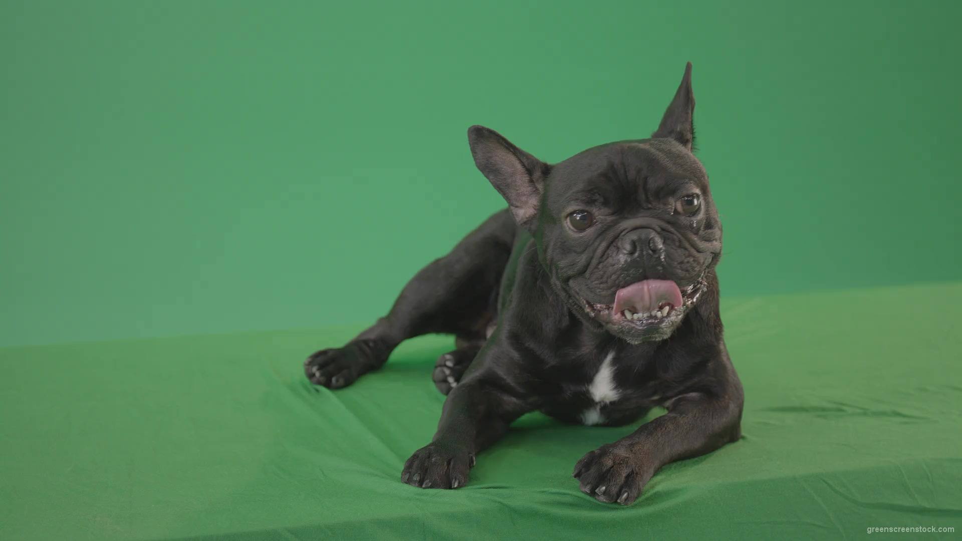 Boring-black-French-Bulldog-chilling-like-a-Bos-on-green-screen-4K-Video-Footage-1920_001 Green Screen Stock