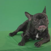 Boring-black-French-Bulldog-chilling-like-a-Bos-on-green-screen-4K-Video-Footage-1920_002 Green Screen Stock