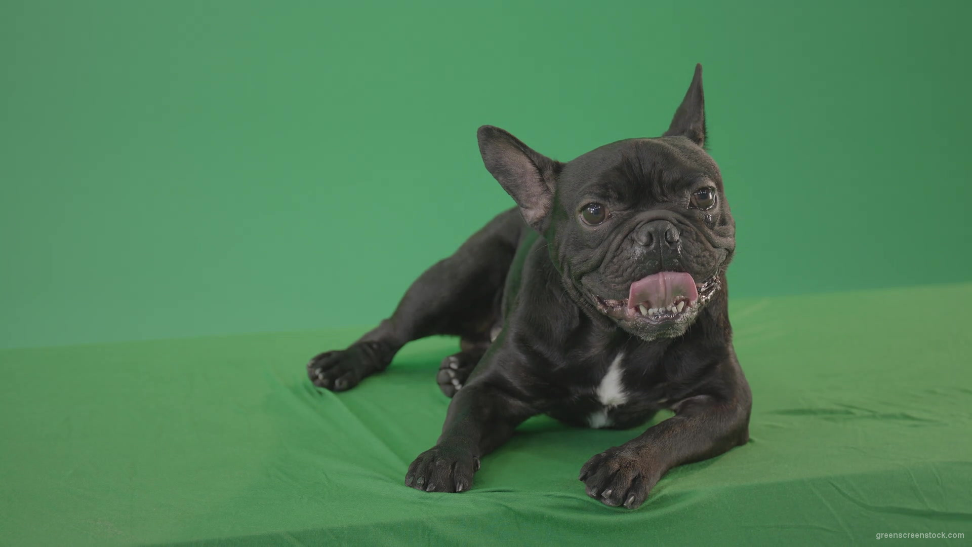 Boring-black-French-Bulldog-chilling-like-a-Bos-on-green-screen-4K-Video-Footage-1920_002 Green Screen Stock