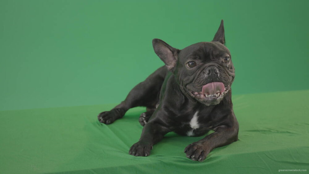 vj video background Boring-black-French-Bulldog-chilling-like-a-Bos-on-green-screen-4K-Video-Footage-1920_003