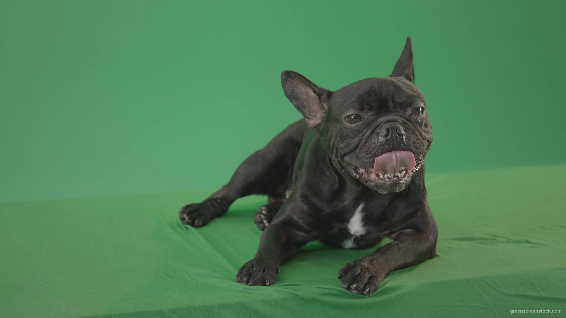 Boring-black-French-Bulldog-chilling-like-a-Bos-on-green-screen-4K-Video-Footage-1920_004 Green Screen Stock