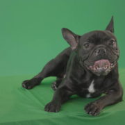 Boring-black-French-Bulldog-chilling-like-a-Bos-on-green-screen-4K-Video-Footage-1920_005 Green Screen Stock