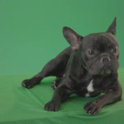 Boring-black-French-Bulldog-chilling-like-a-Bos-on-green-screen-4K-Video-Footage-1920_006 Green Screen Stock