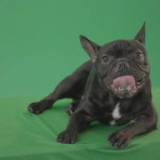 Boring-black-French-Bulldog-chilling-like-a-Bos-on-green-screen-4K-Video-Footage-1920_007 Green Screen Stock