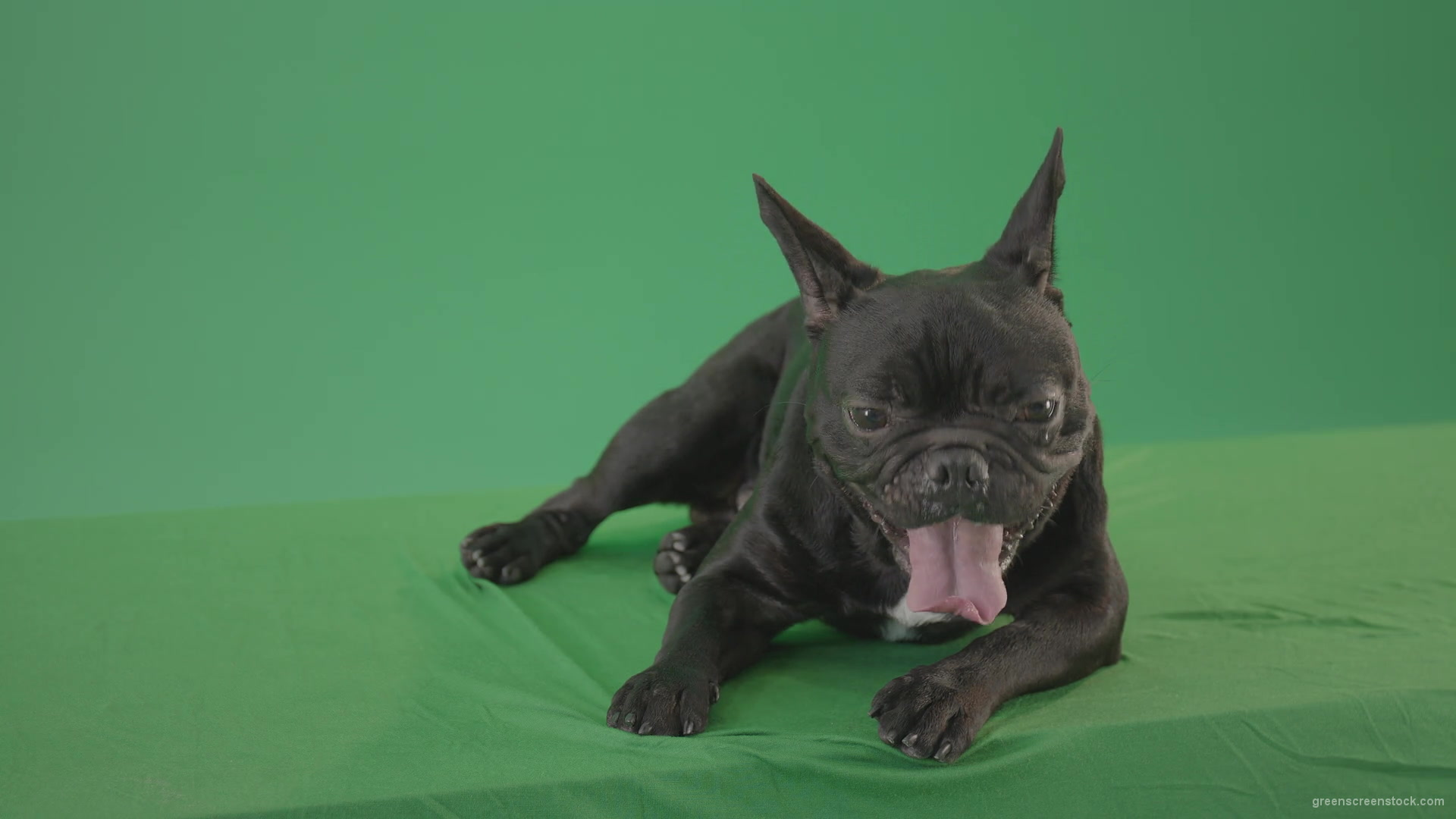 Boring-black-French-Bulldog-chilling-like-a-Bos-on-green-screen-4K-Video-Footage-1920_008 Green Screen Stock