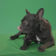 Boring-black-French-Bulldog-chilling-like-a-Bos-on-green-screen-4K-Video-Footage-1920_009 Green Screen Stock