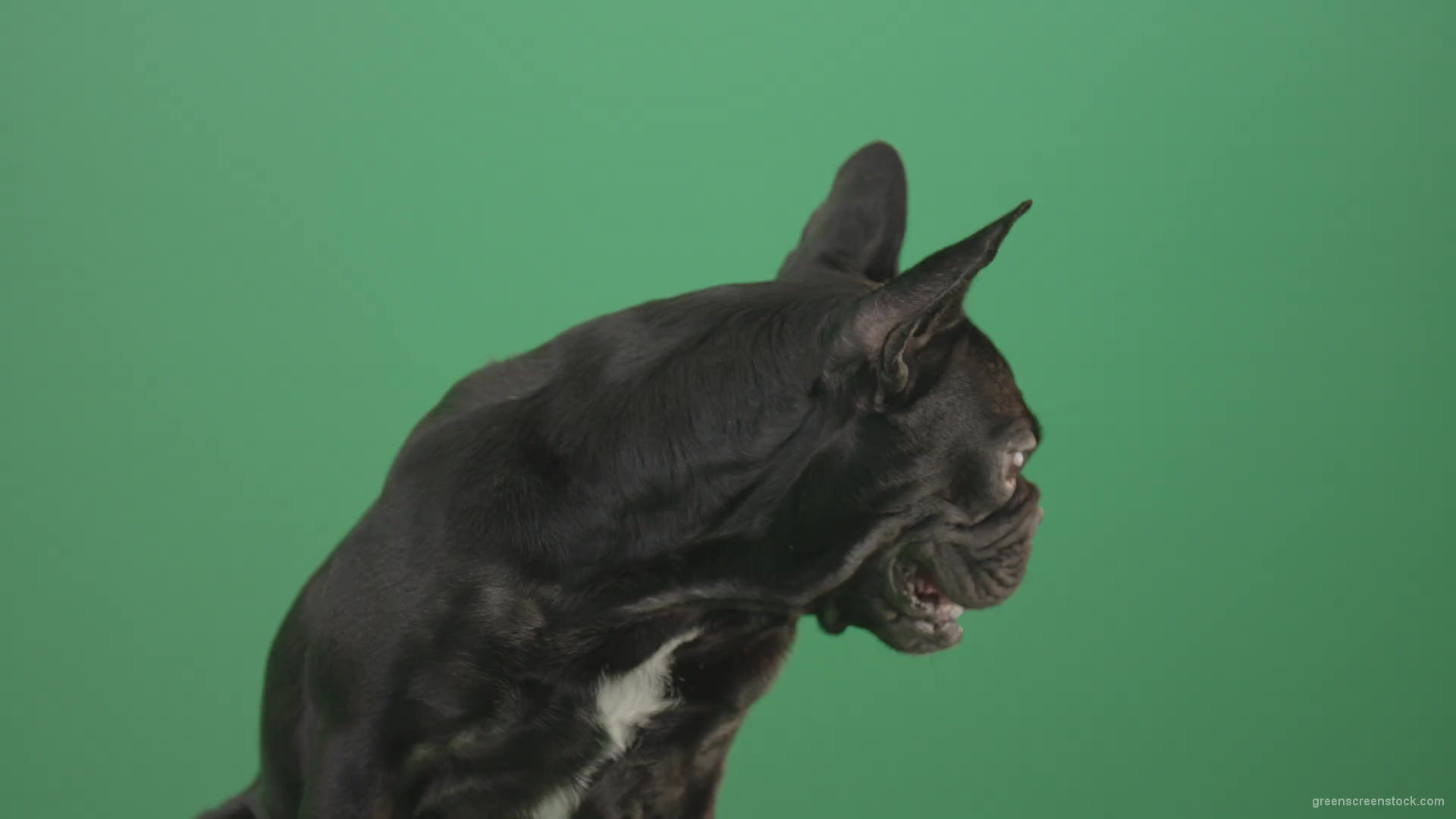 Face-portrait-of-scared-french-bulldog-toy-dog-isolated-on-green-screen-1920_001 Green Screen Stock