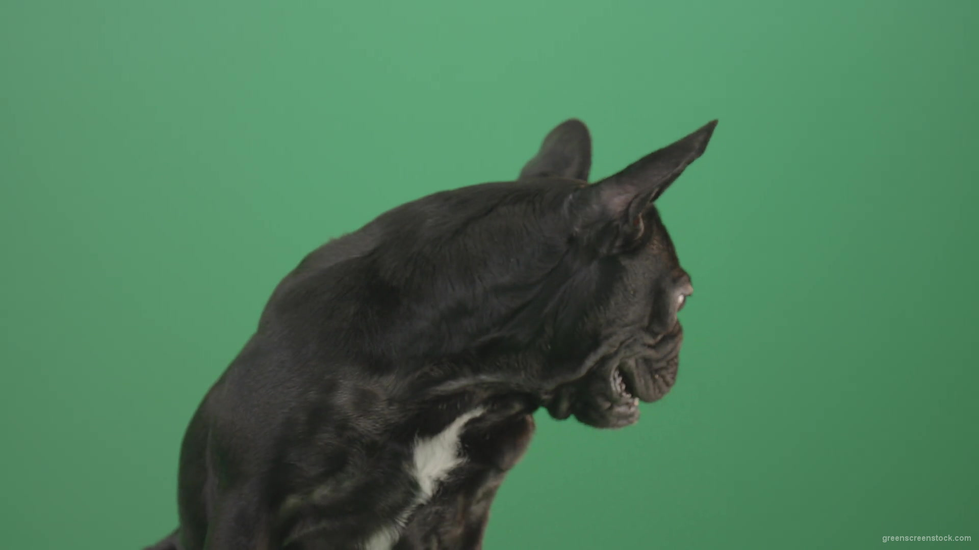 Face-portrait-of-scared-french-bulldog-toy-dog-isolated-on-green-screen-1920_002 Green Screen Stock