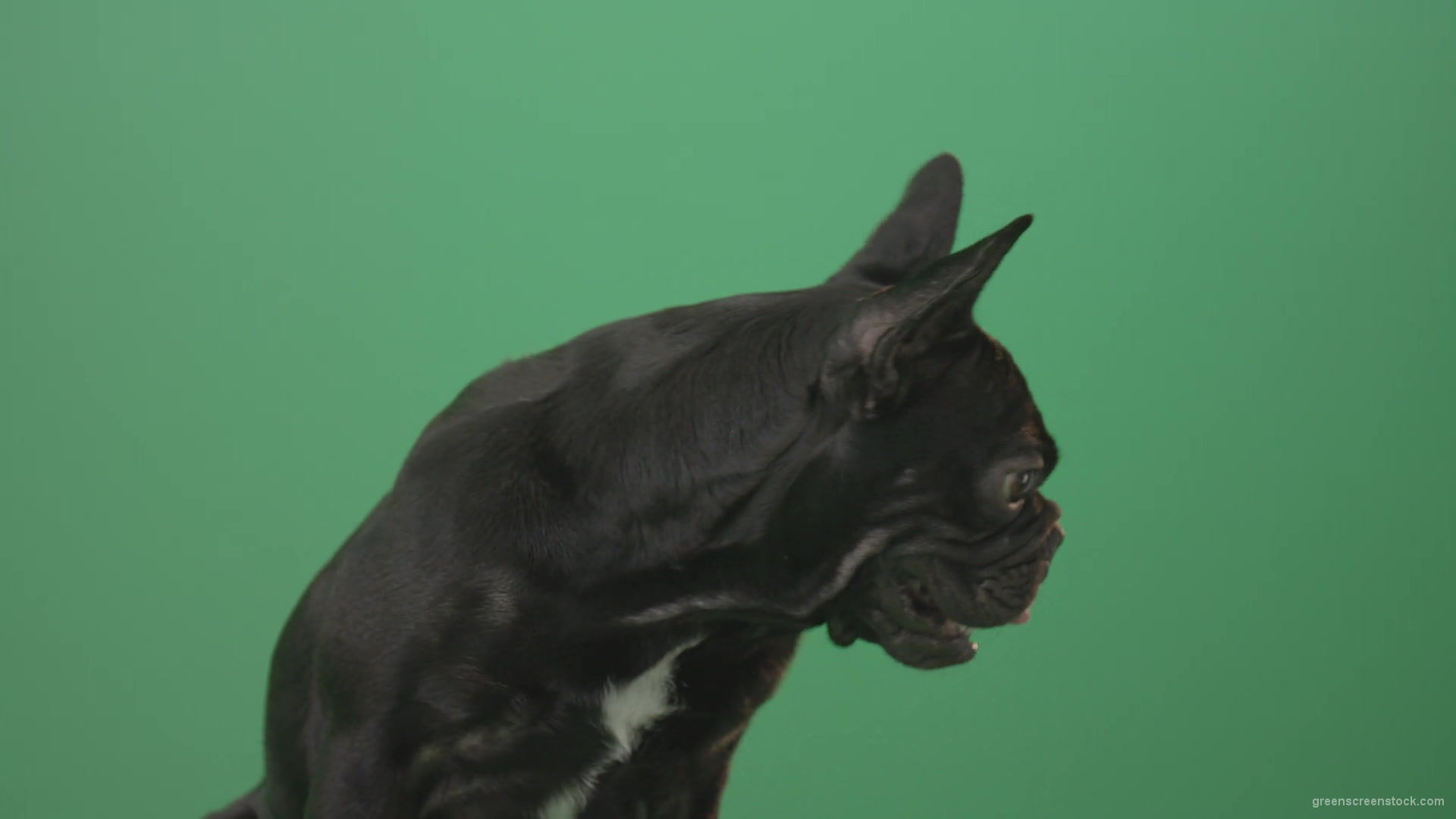 vj video background Face-portrait-of-scared-french-bulldog-toy-dog-isolated-on-green-screen-1920_003