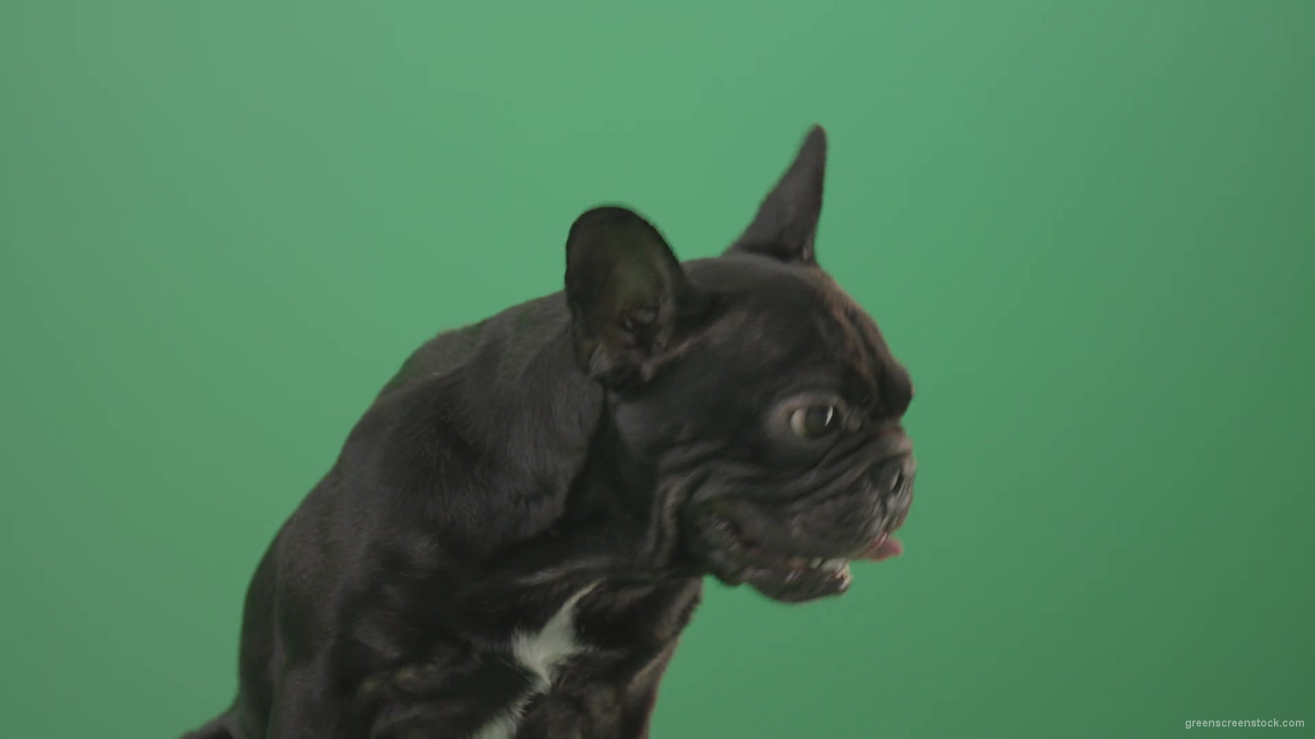 Face-portrait-of-scared-french-bulldog-toy-dog-isolated-on-green-screen-1920_004 Green Screen Stock
