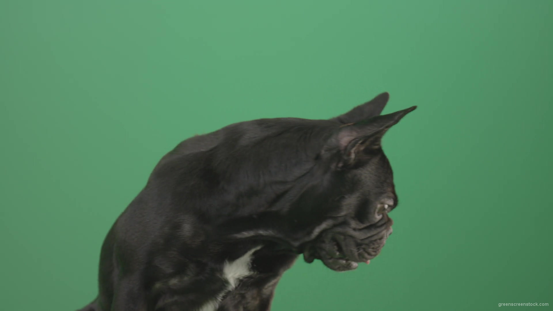 Face-portrait-of-scared-french-bulldog-toy-dog-isolated-on-green-screen-1920_005 Green Screen Stock