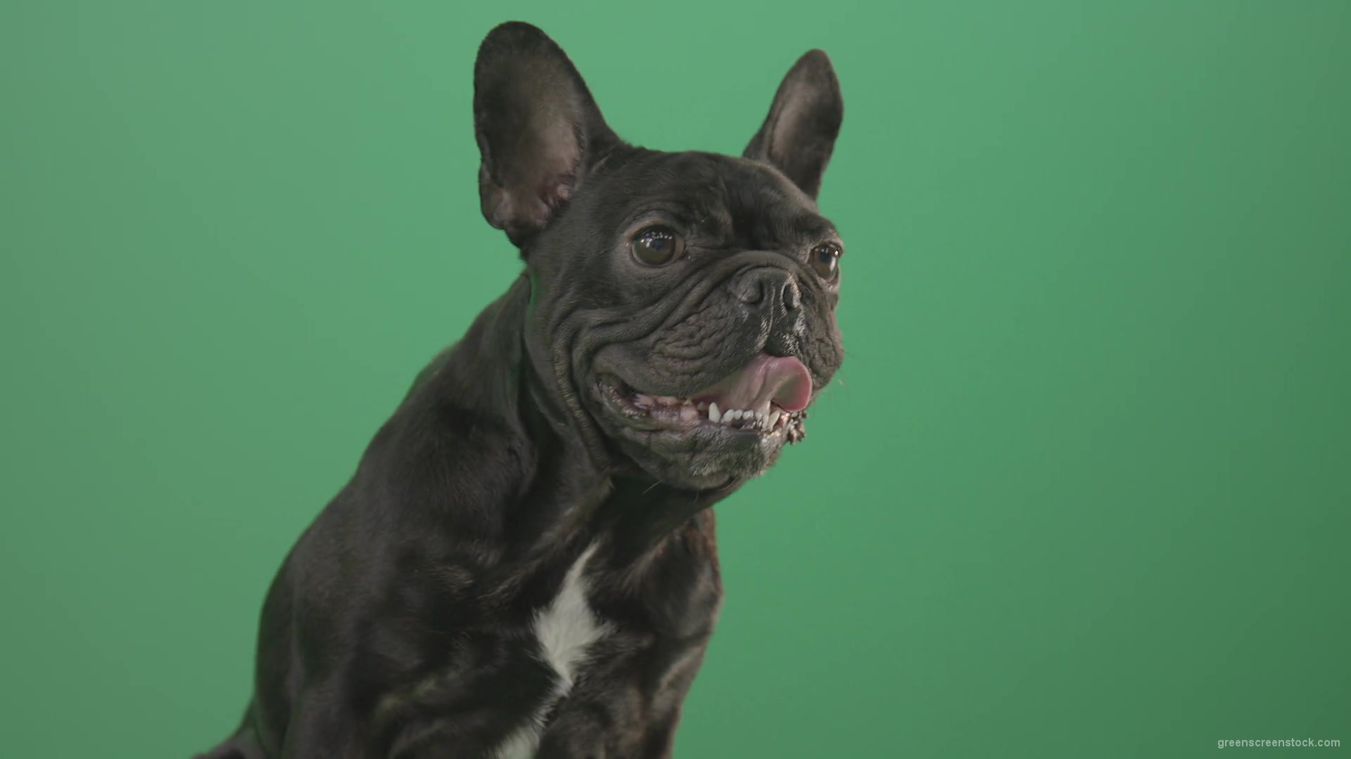 Face-portrait-of-scared-french-bulldog-toy-dog-isolated-on-green-screen-1920_006 Green Screen Stock