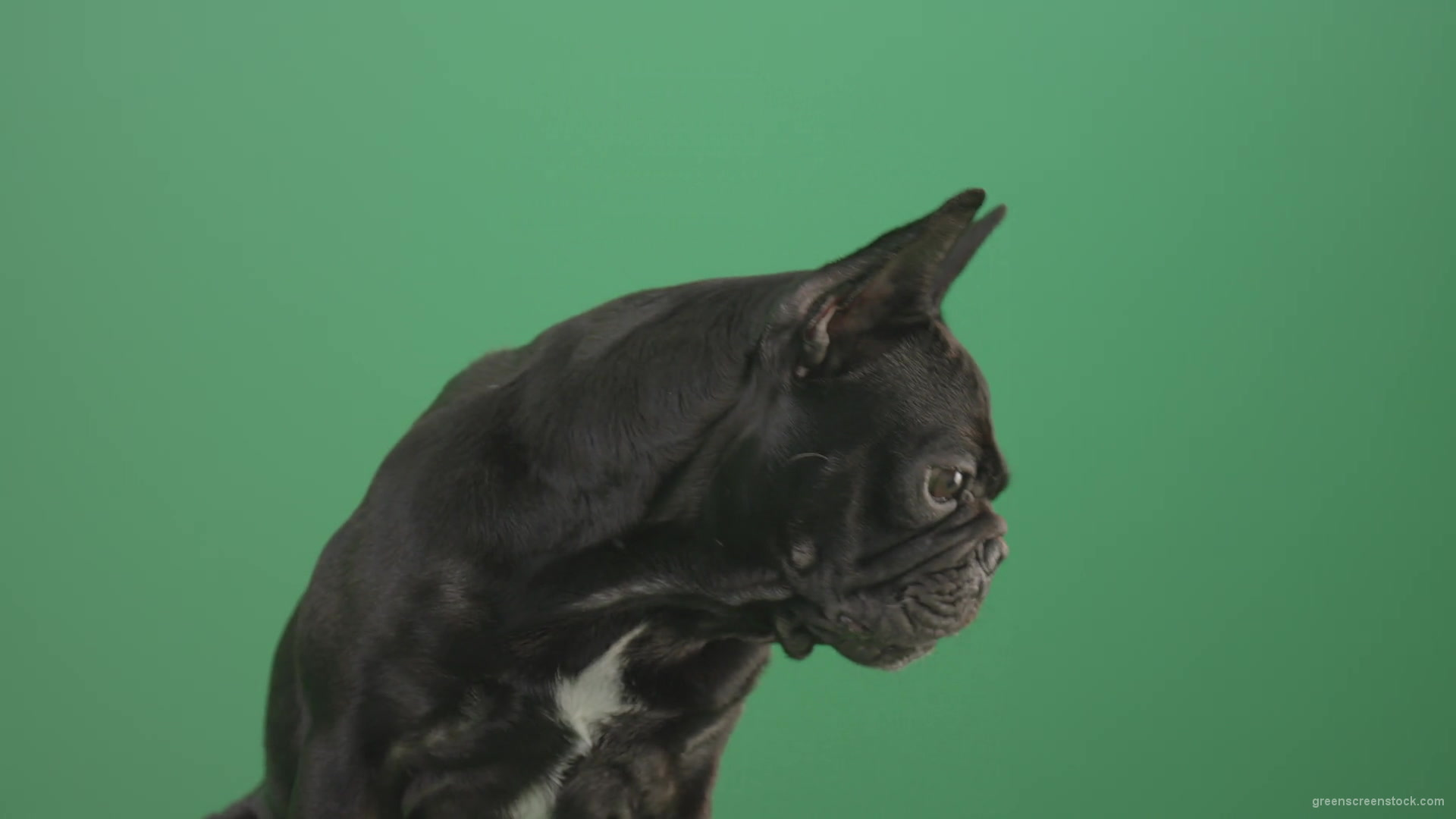 Face-portrait-of-scared-french-bulldog-toy-dog-isolated-on-green-screen-1920_008 Green Screen Stock