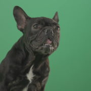 Face-portrait-of-scared-french-bulldog-toy-dog-isolated-on-green-screen-1920_009 Green Screen Stock