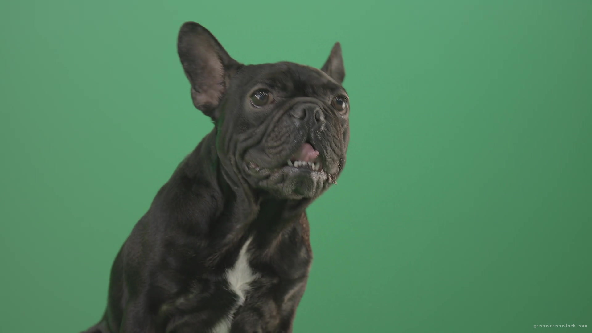Face-portrait-of-scared-french-bulldog-toy-dog-isolated-on-green-screen-1920_009 Green Screen Stock