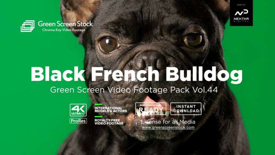 French-Bulldog video footage on green screen