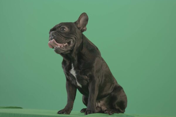 French-Bulldog-Green-Screen-Video-Footage-Dog