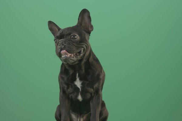 green screen dog video