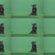 French-bulldog-in-sitting-pose-barking-isolated-on-green-screen-4K-Video-Footage-1920 Green Screen Stock