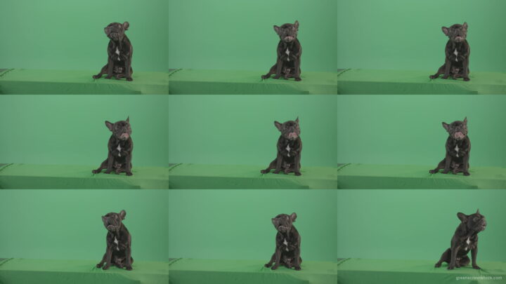 French-bulldog-in-sitting-pose-barking-isolated-on-green-screen-4K-Video-Footage-1920 Green Screen Stock