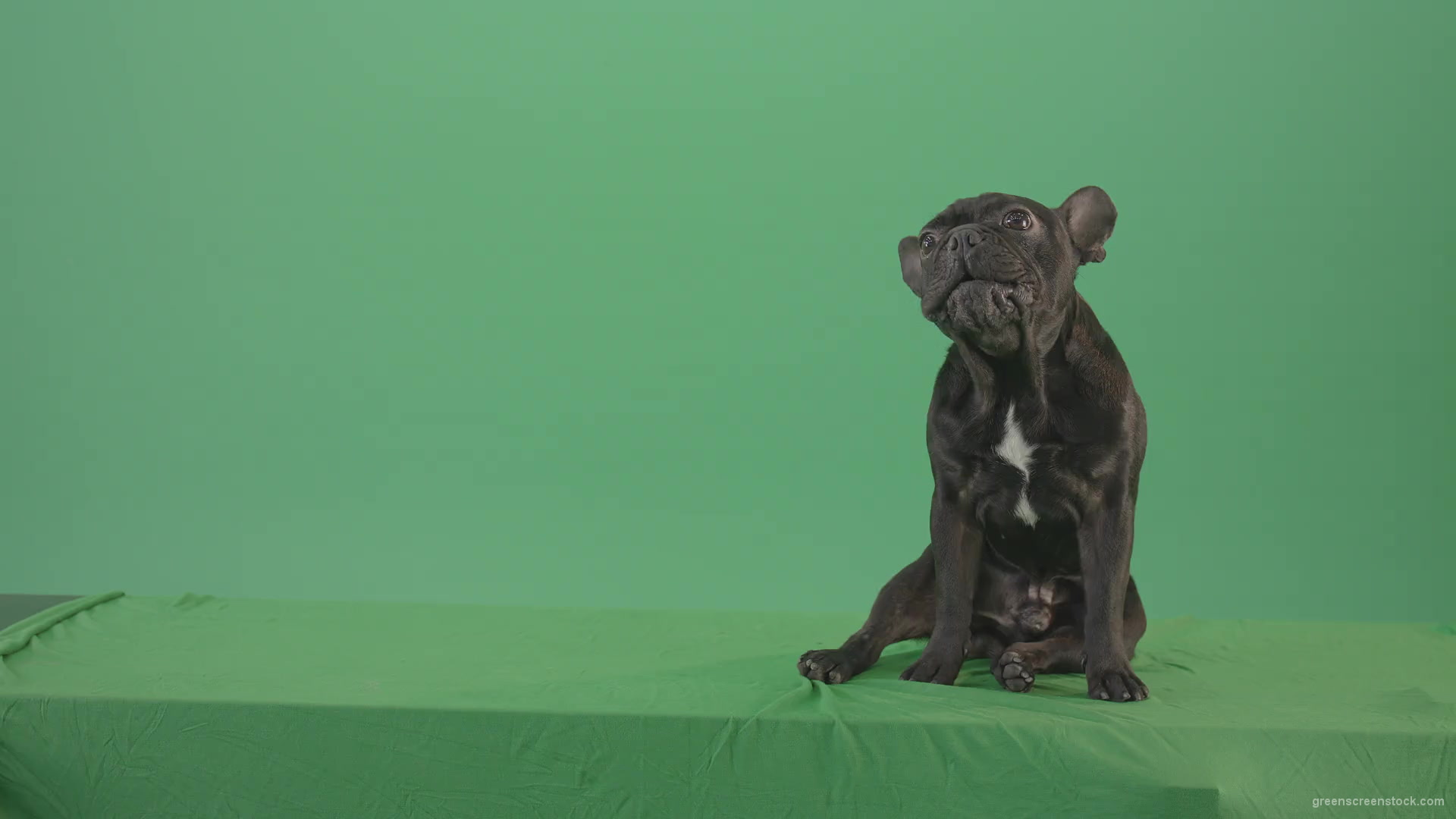 French-bulldog-in-sitting-pose-barking-isolated-on-green-screen-4K-Video-Footage-1920_001 Green Screen Stock