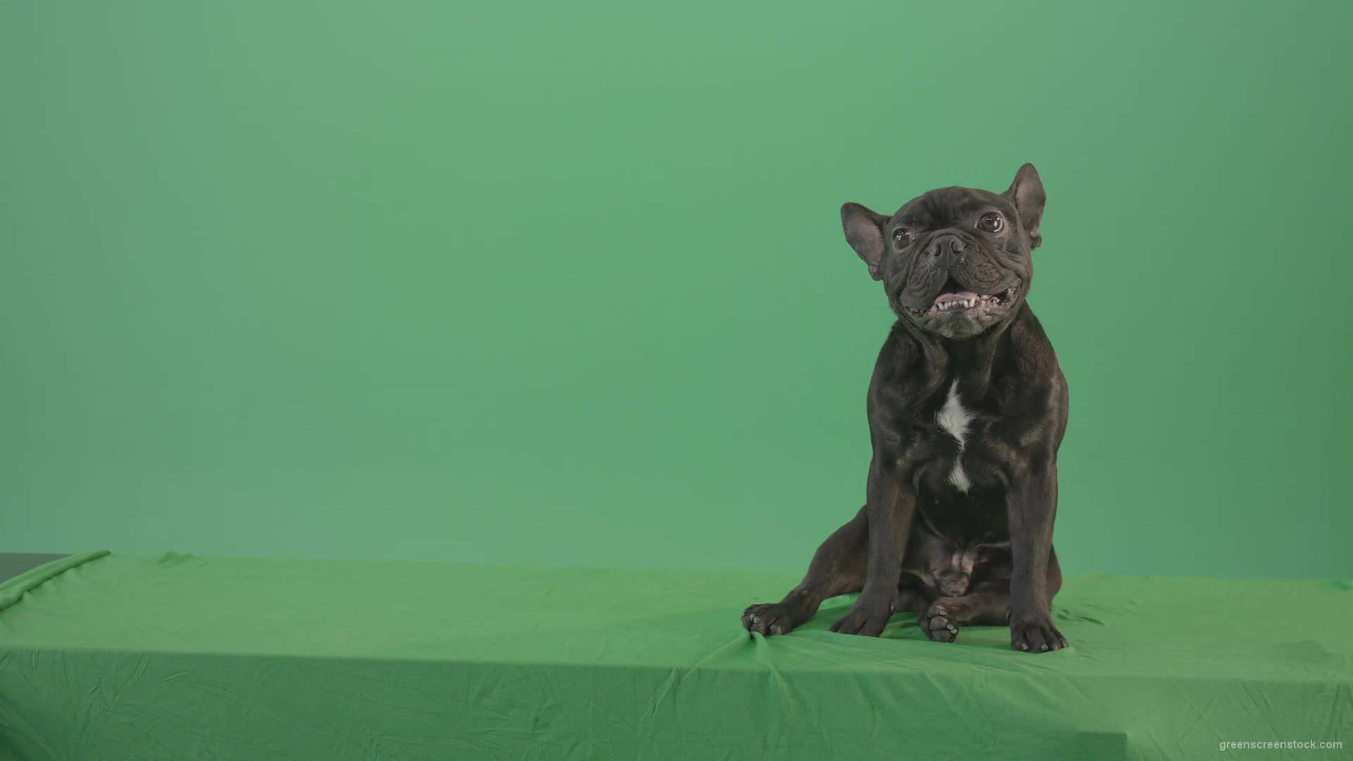 French-bulldog-in-sitting-pose-barking-isolated-on-green-screen-4K-Video-Footage-1920_002 Green Screen Stock