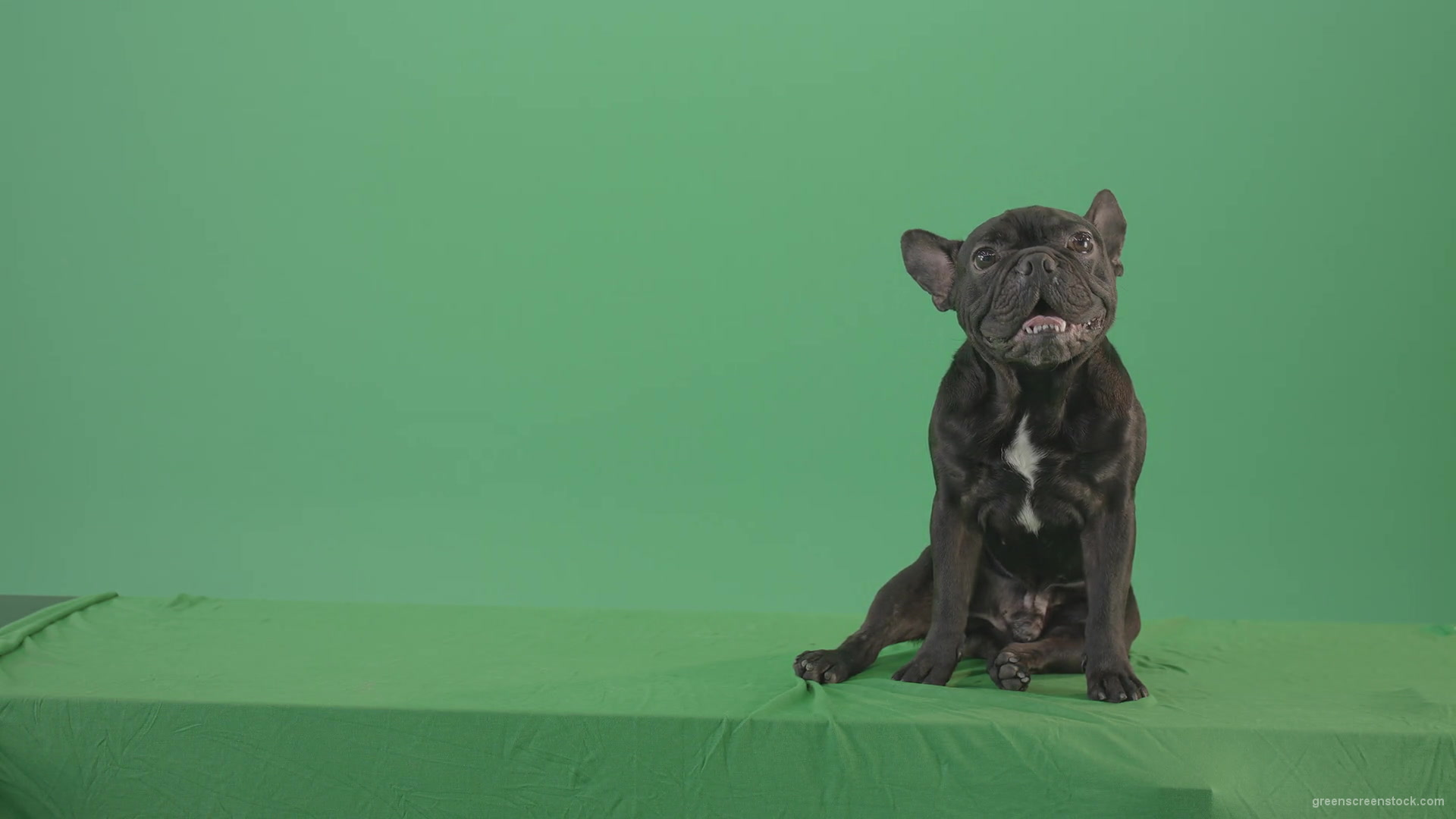vj video background French-bulldog-in-sitting-pose-barking-isolated-on-green-screen-4K-Video-Footage-1920_003