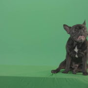 French-bulldog-in-sitting-pose-barking-isolated-on-green-screen-4K-Video-Footage-1920_004 Green Screen Stock