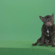 French-bulldog-in-sitting-pose-barking-isolated-on-green-screen-4K-Video-Footage-1920_006 Green Screen Stock