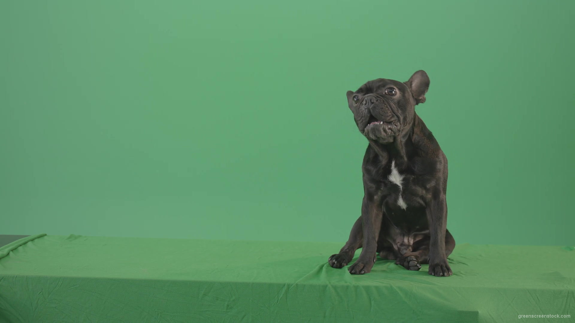 French-bulldog-in-sitting-pose-barking-isolated-on-green-screen-4K-Video-Footage-1920_007 Green Screen Stock