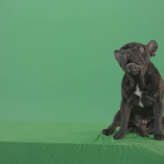 French-bulldog-in-sitting-pose-barking-isolated-on-green-screen-4K-Video-Footage-1920_008 Green Screen Stock